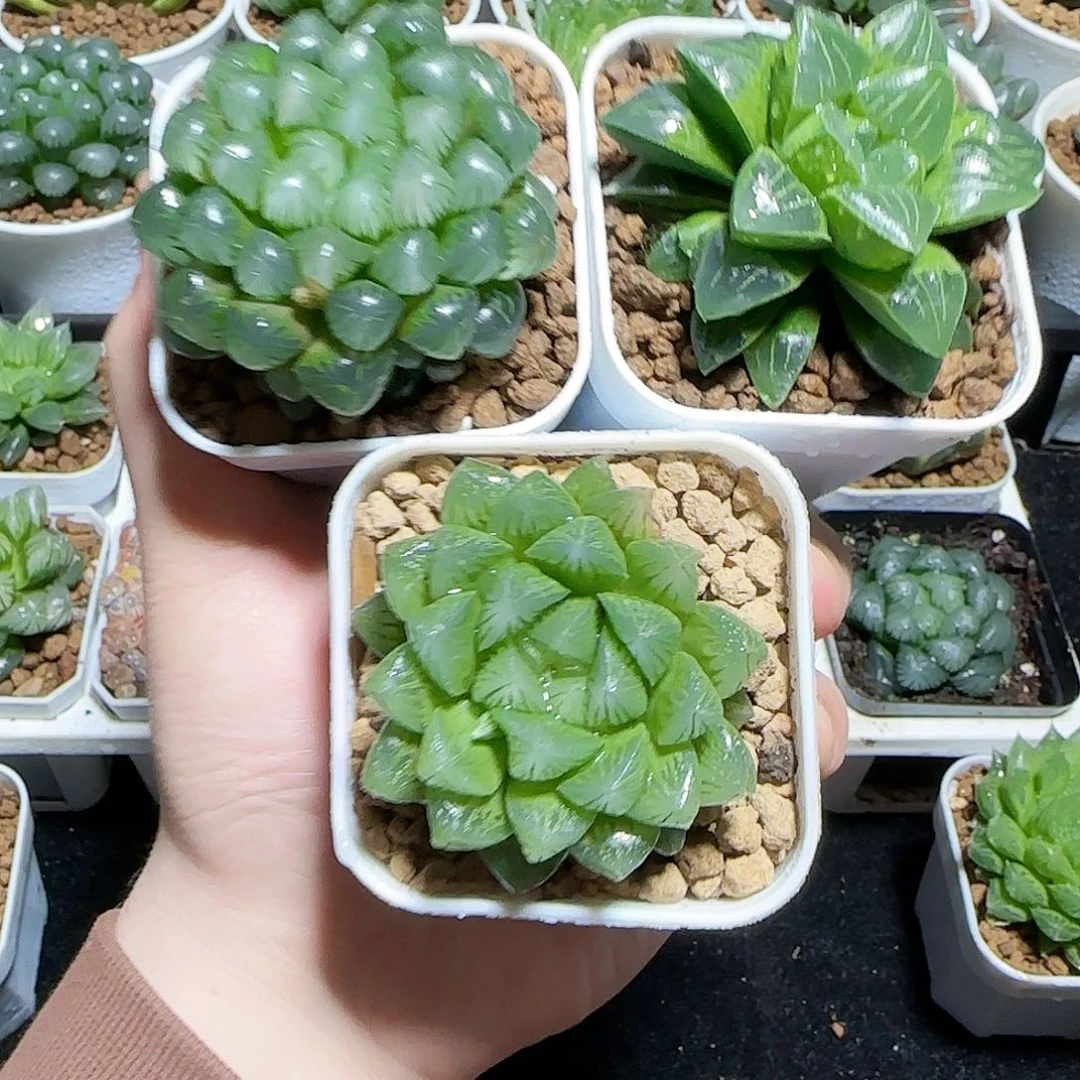 三颗新人福利原盆原土