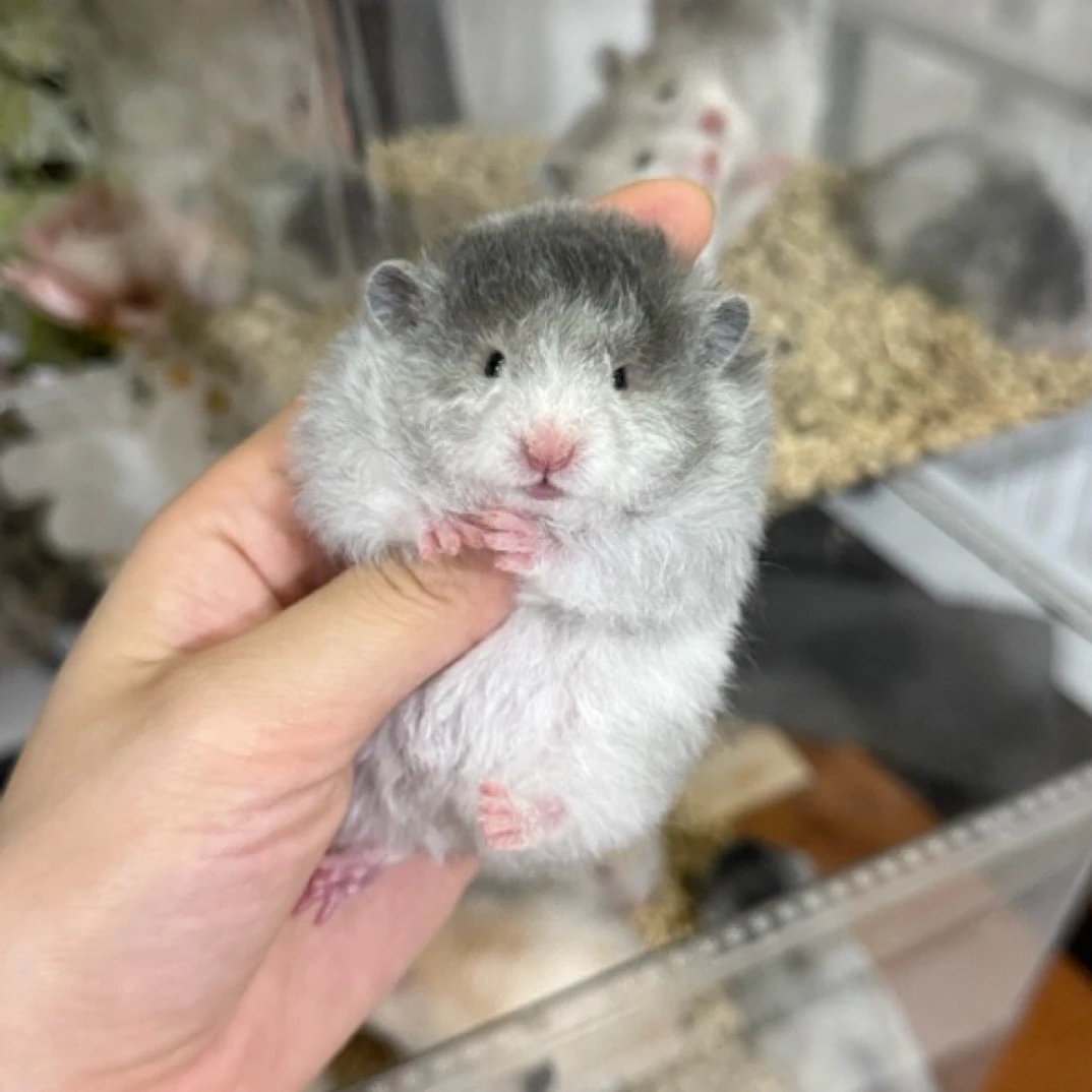 仓鼠金丝熊藤盒镂空双层运输盒透明透气防摔盲盒可爱粉色简约创意