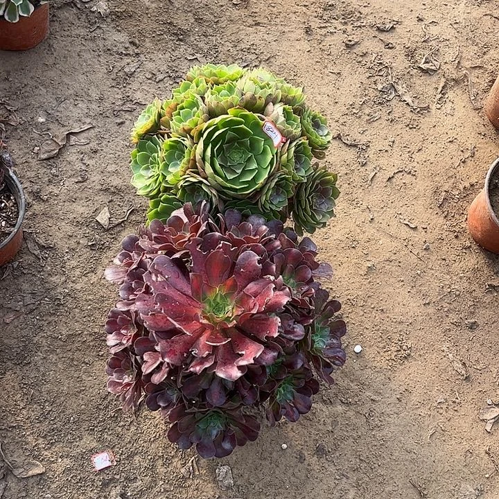 824多肉植物组合，