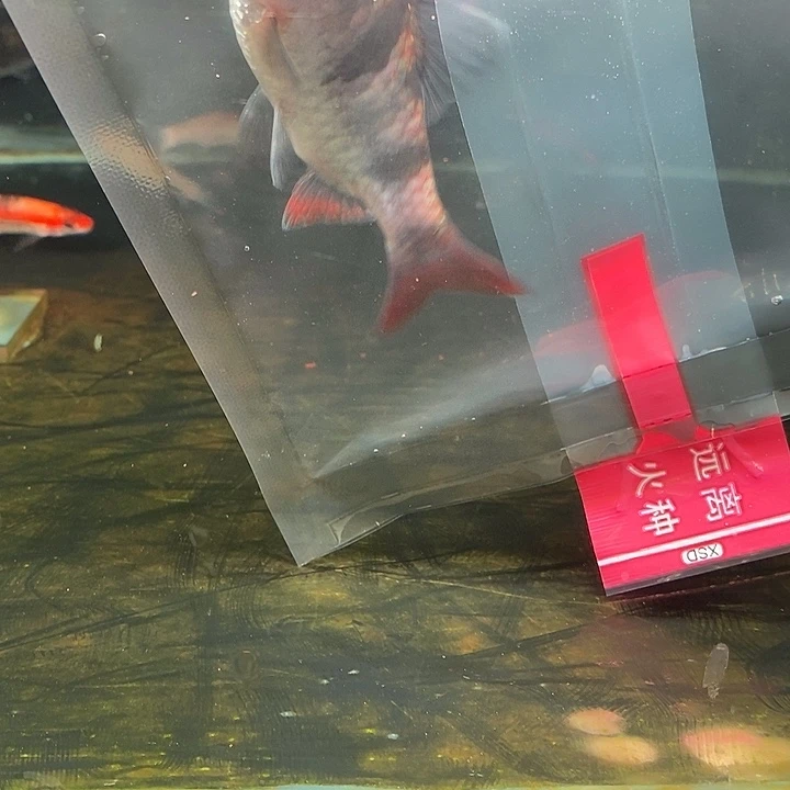 红尾绿荧光8加1条
