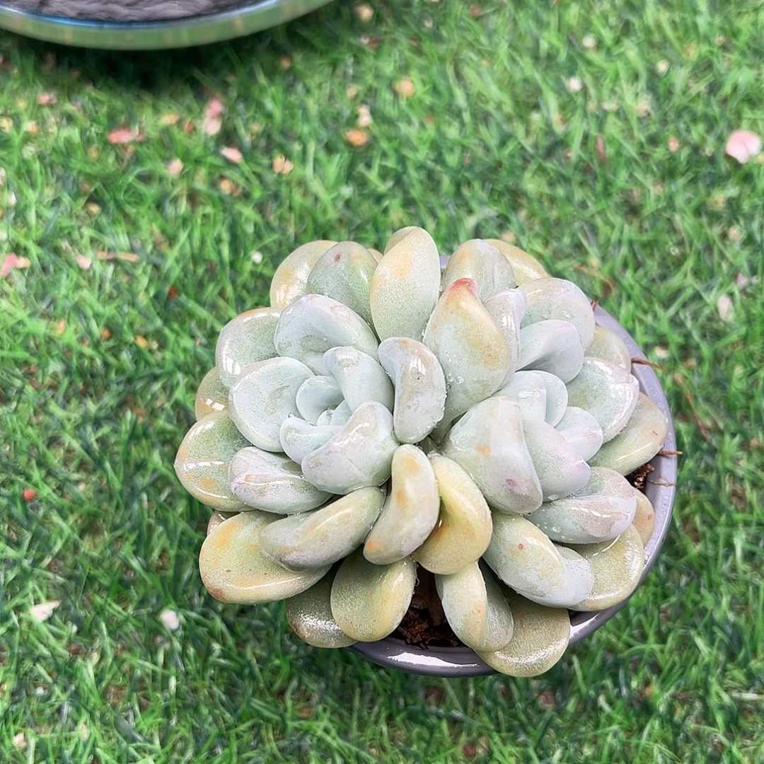 玉麒麟双头，元旦快乐