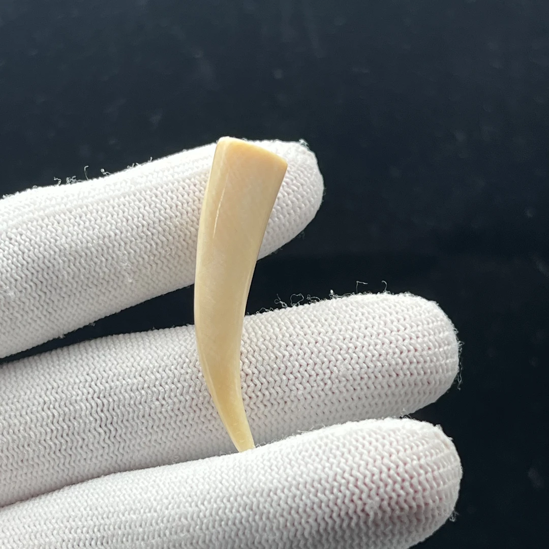 L4372天然猛犸 牙尖长45.6mm一物一图 假一罚十