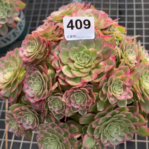 409莲花23厘米左右