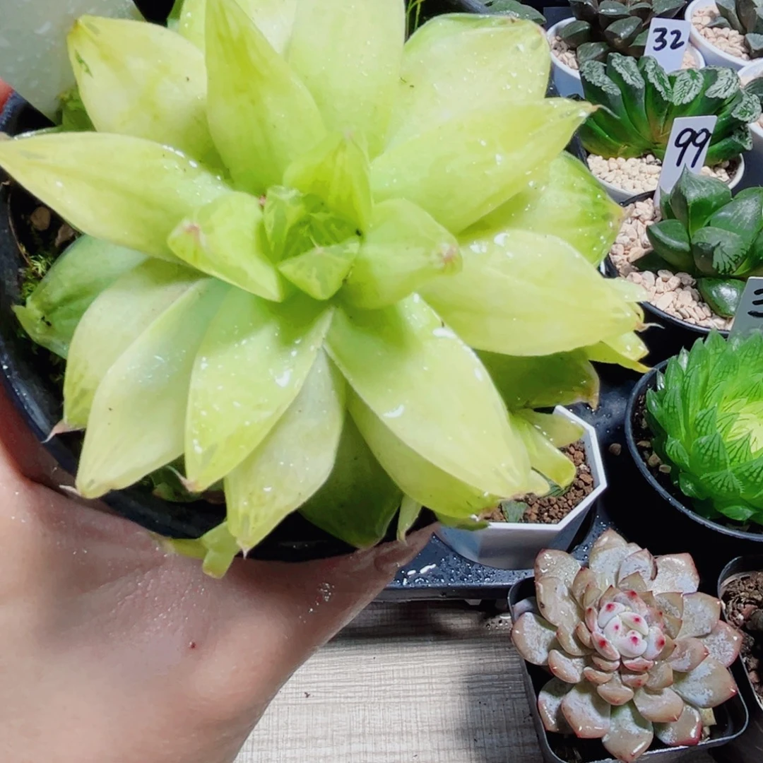 黄金玉露多肉植物6666