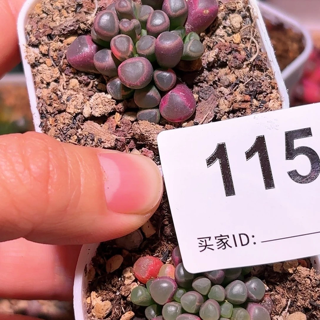 115号五十铃玉锦多肉植物锦一物一拍带盆土