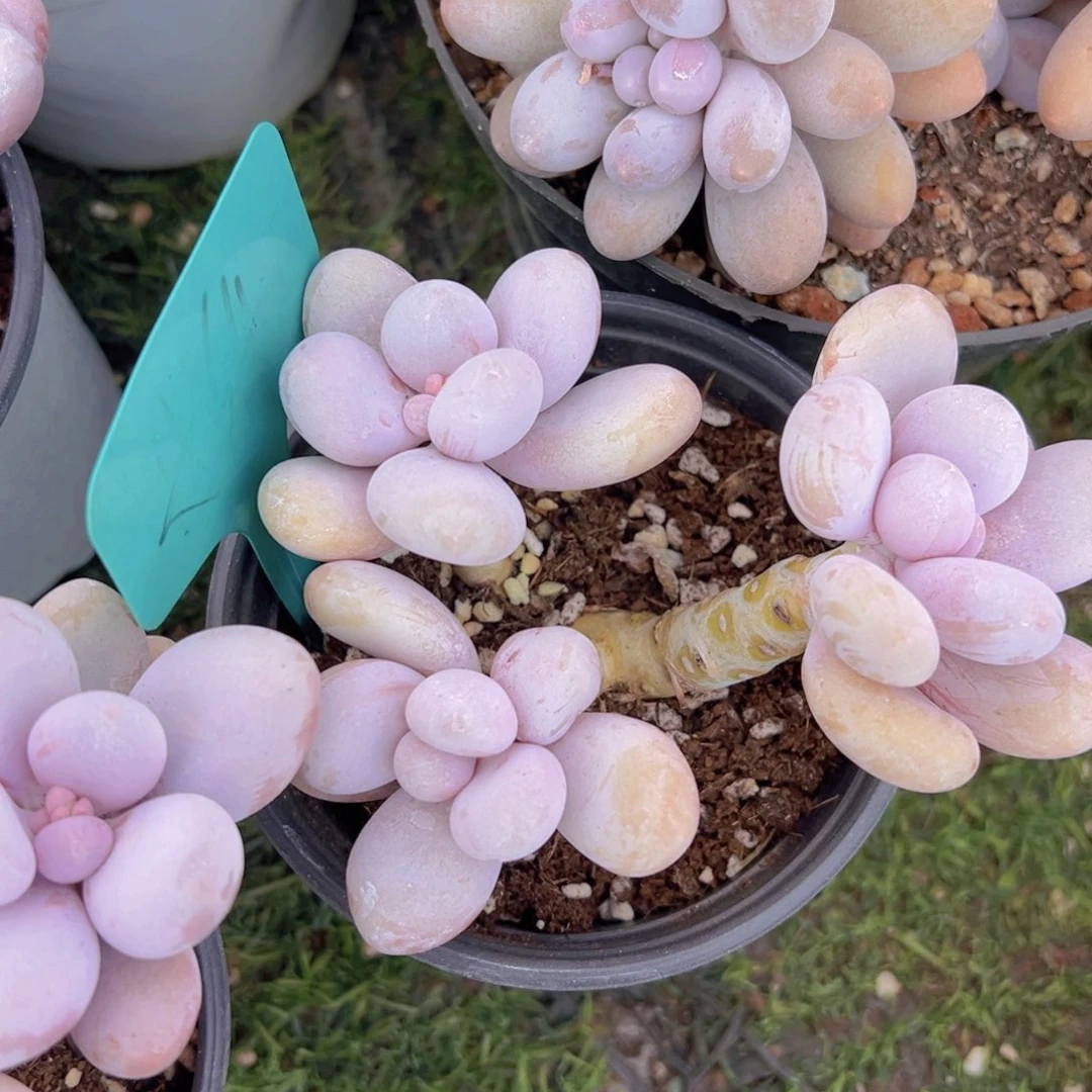 香玉的故事是一个人的故事