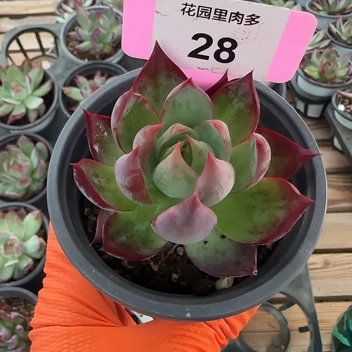28 惊鸿仙子多肉植物