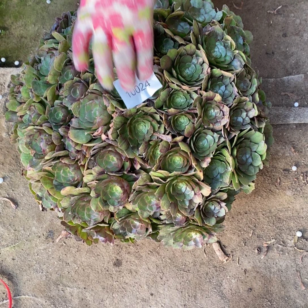 万圣节多肉10024号多肉