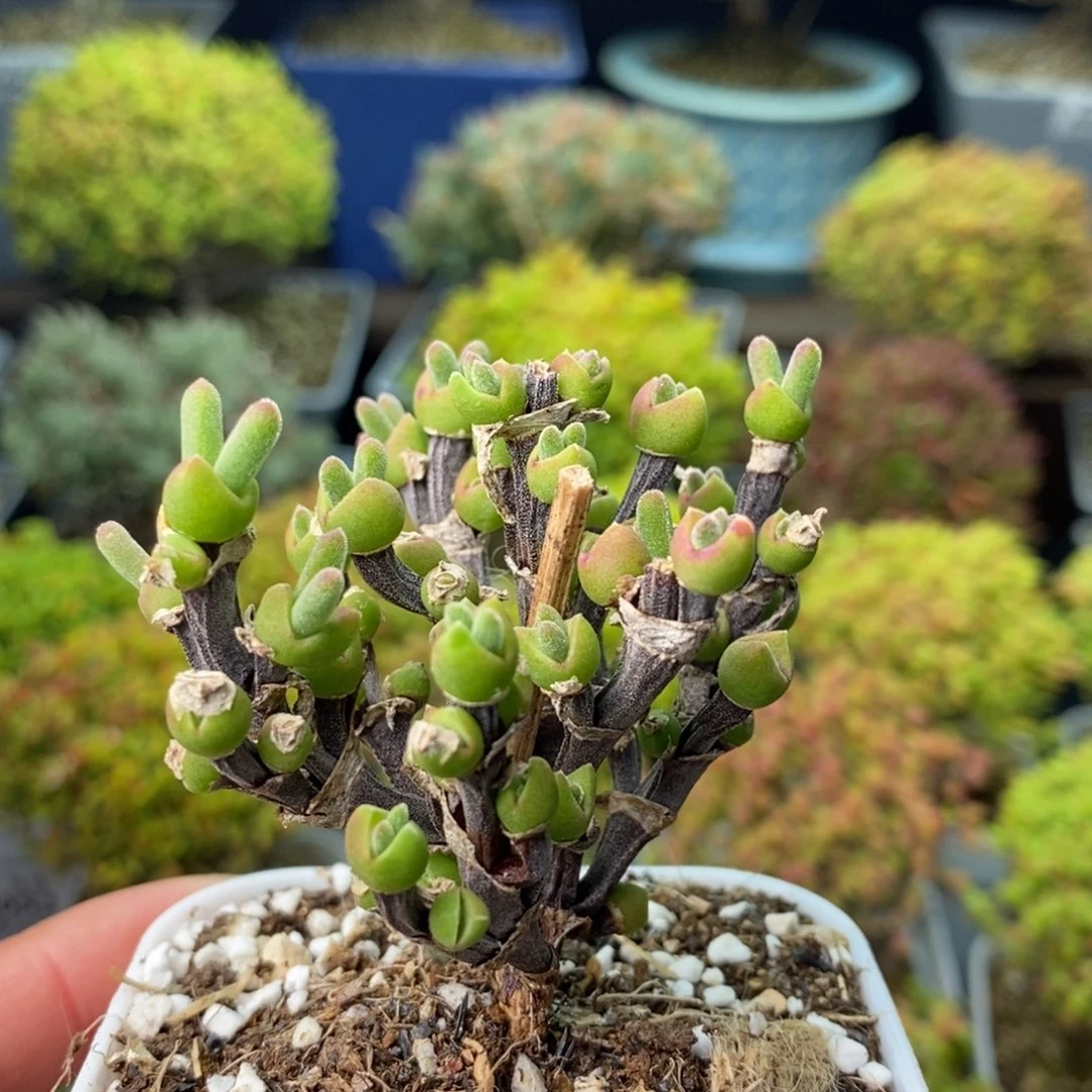 0785枝干兔子 。