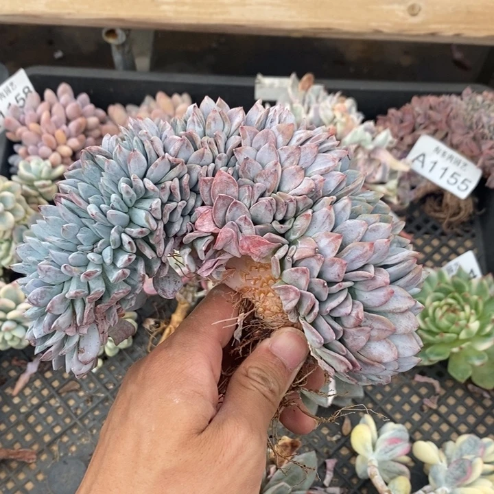 星影缀多肉植物A1163