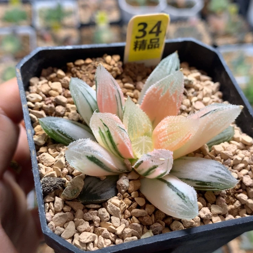 【闪购商品】34糊斑白帝城