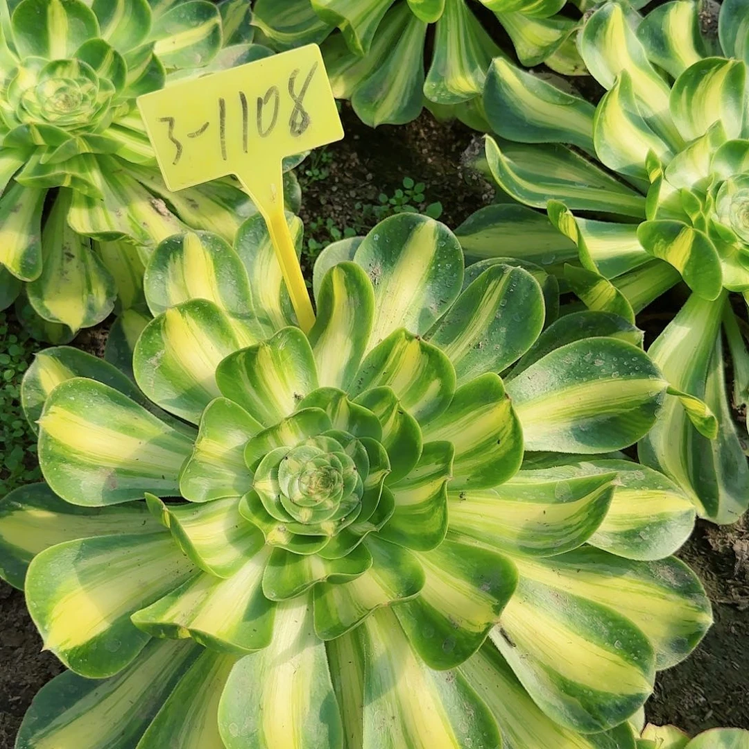 3-1108---多头多肉暴君