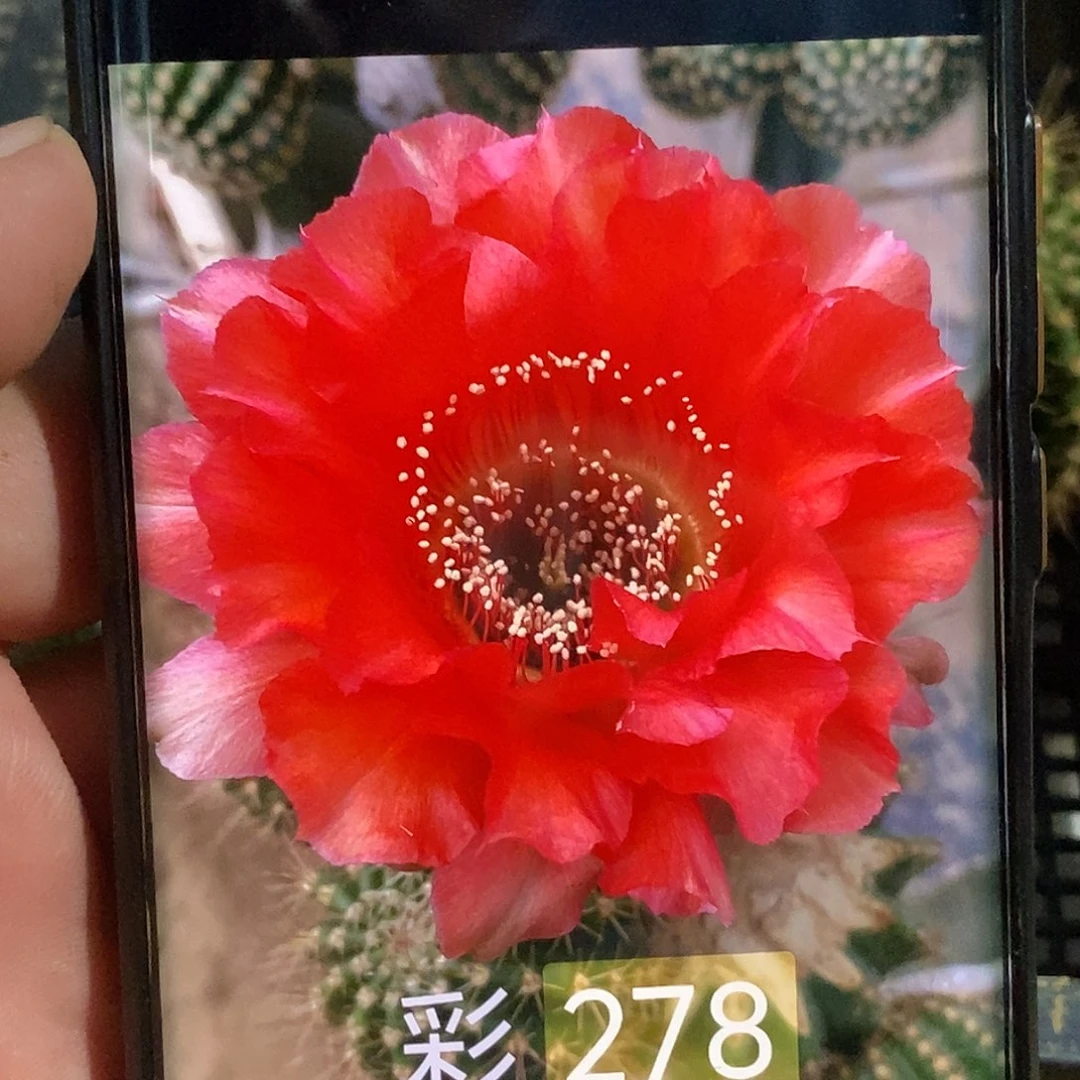 彩 278侧芽 歪 20包邮5公分