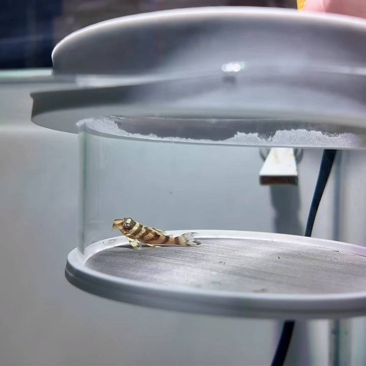 清道夫鱼31号皇室333