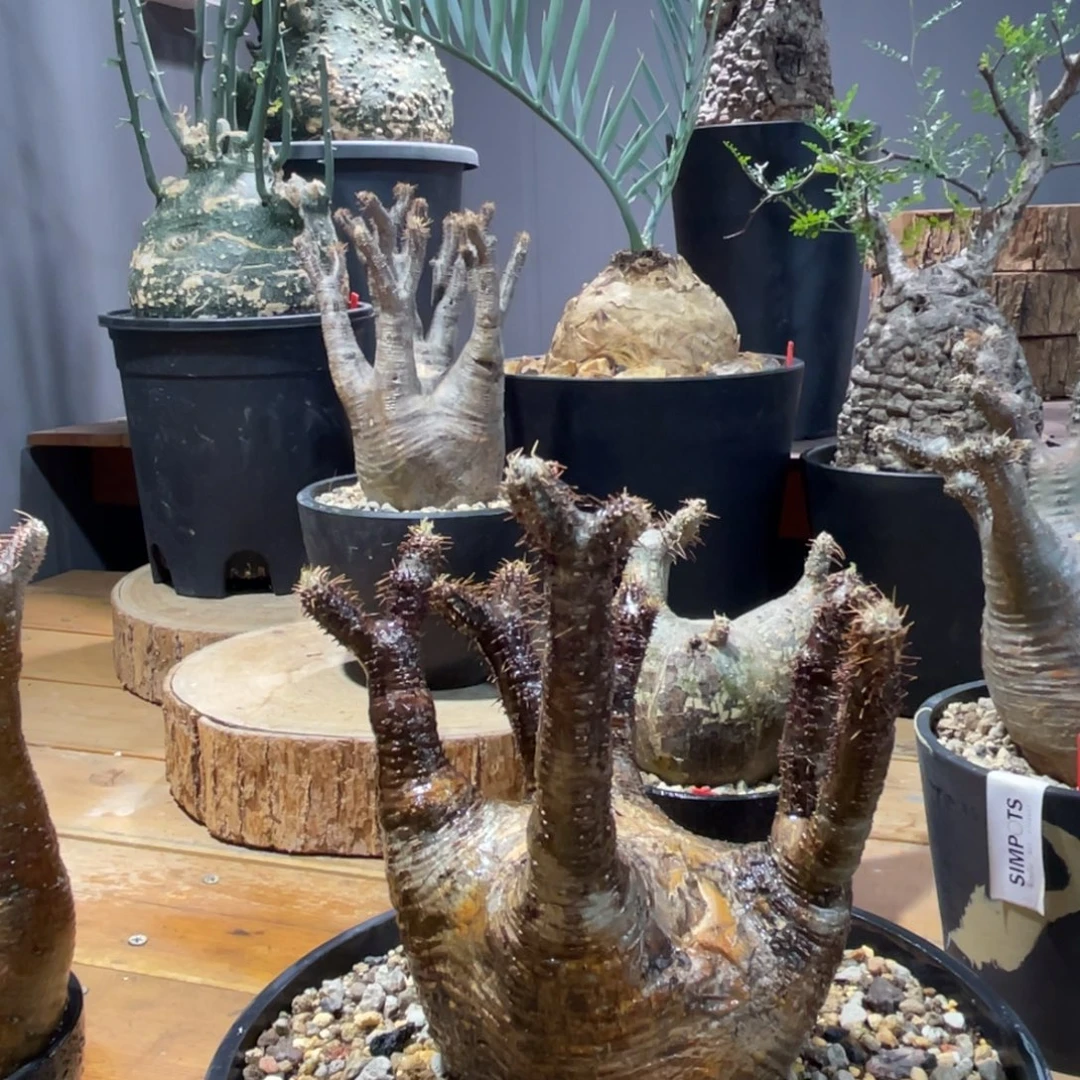 08象牙宫象牙宫象牙宫