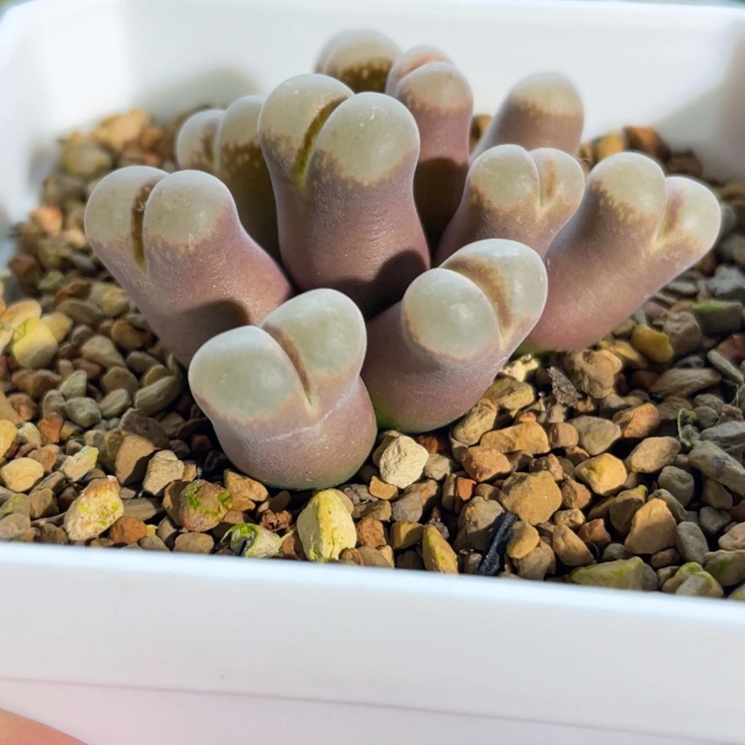 紫体白窗帕法德风铃植物一物一拍