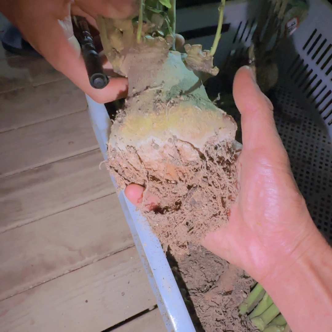 呀***块根植物块根植物