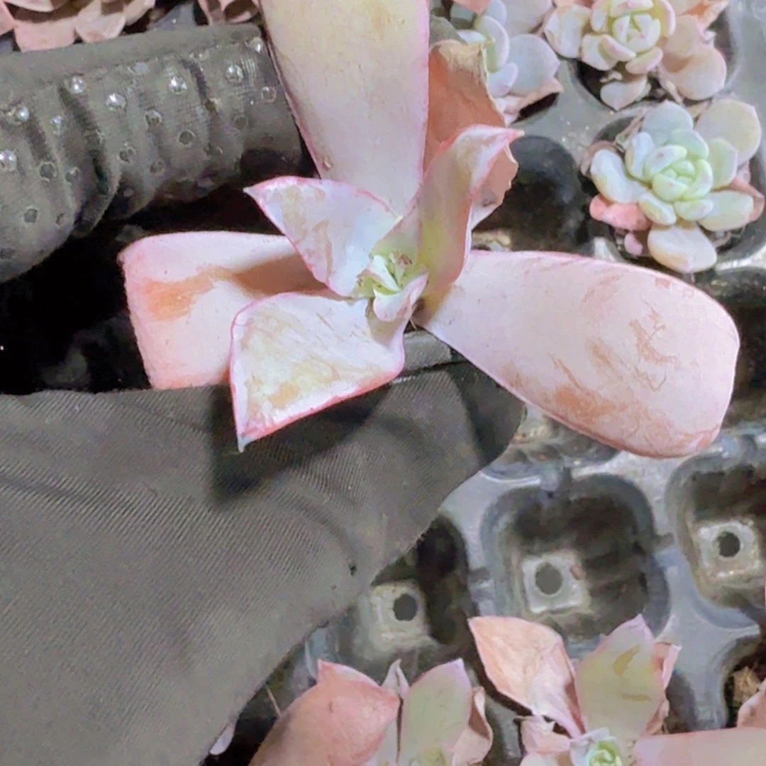 完全开放精品广寒宫一米一颗