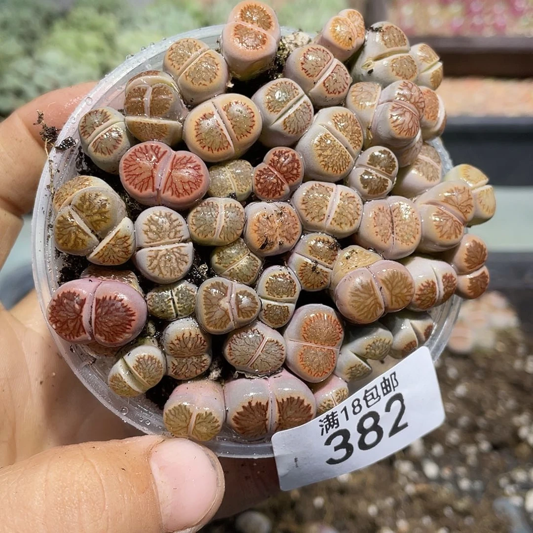 382当天凑满十八元包邮生石花