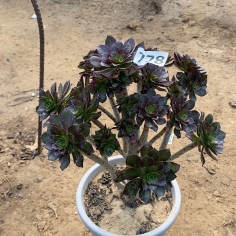 778黑法师多肉法师