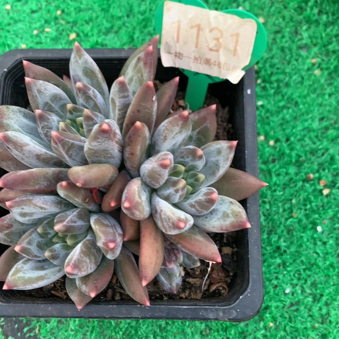 重楼老桩开播福利