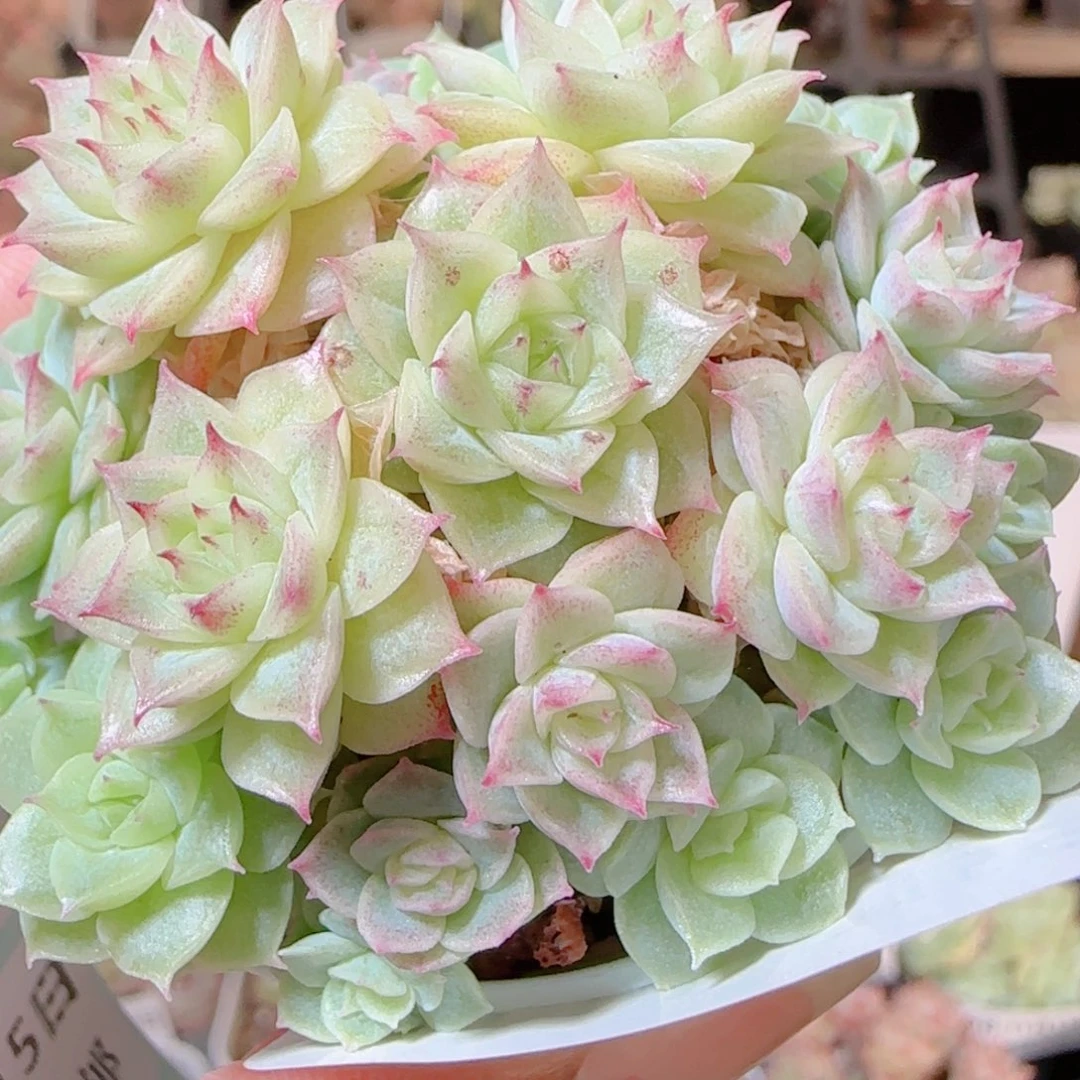 花语逸镜1115-311散