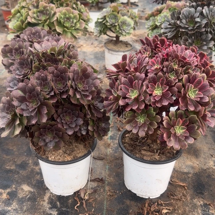 原叶玫瑰➕金丝雀包邮。