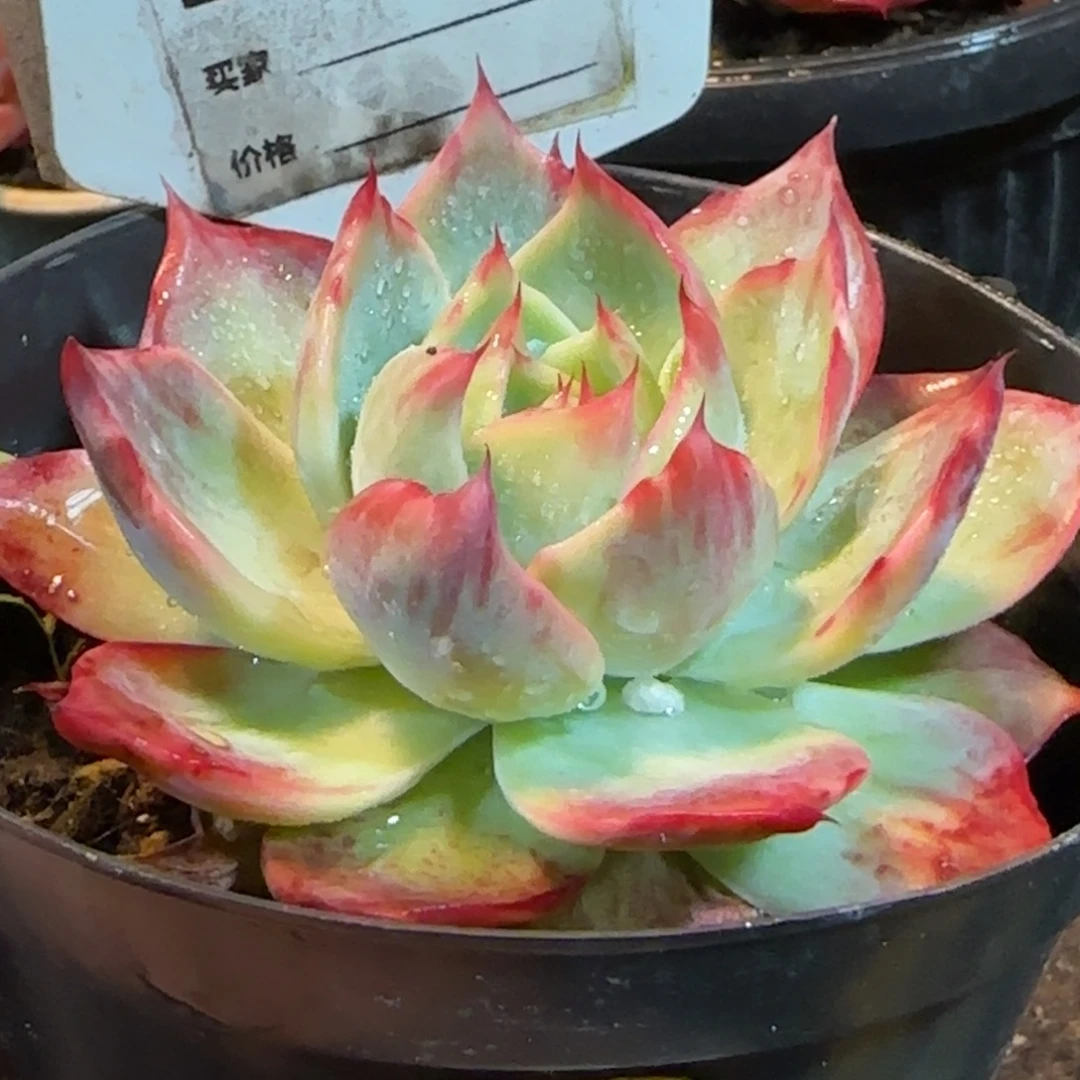 花脸拉丝惊鸿一物一拍包装收缩花旱731