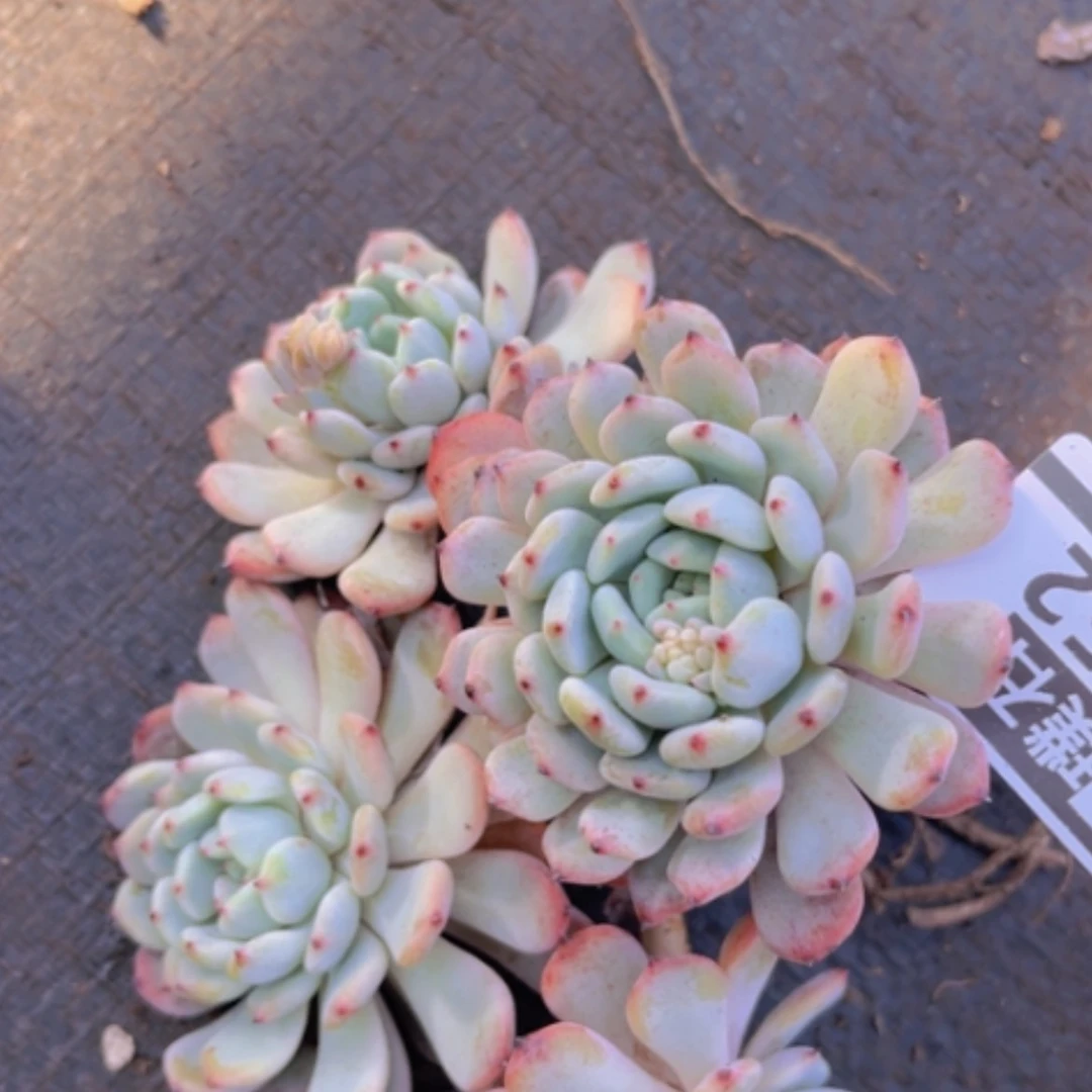 【闪购商品】雪爪1252