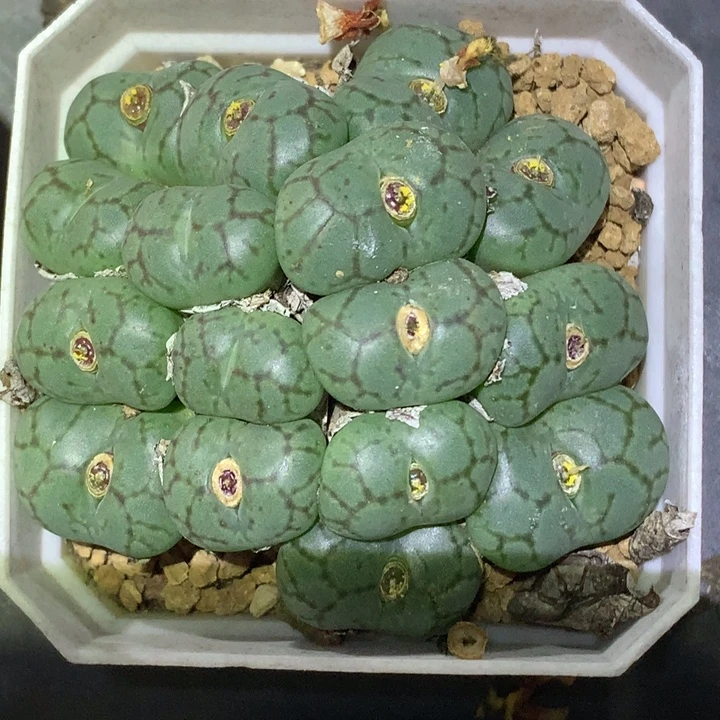 精品多肉植物精品多肉