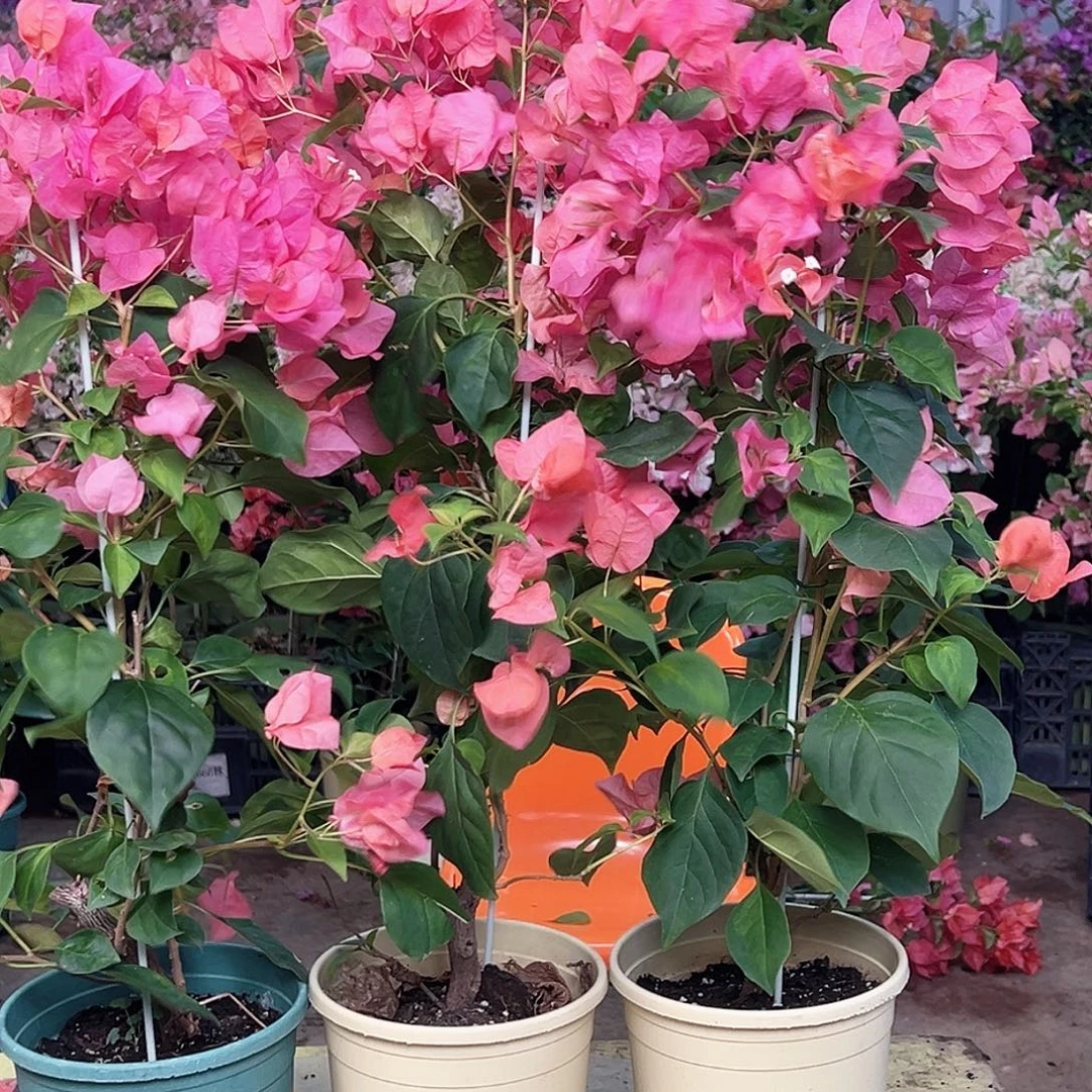 完全开放暗夕带竹一颗