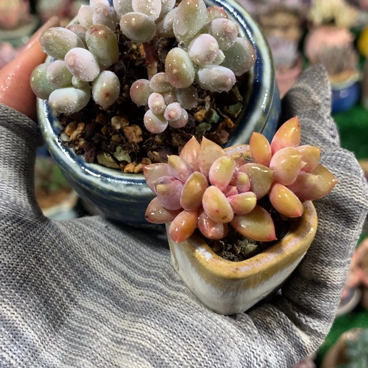 带盆  蟠桃美人➕红象牙