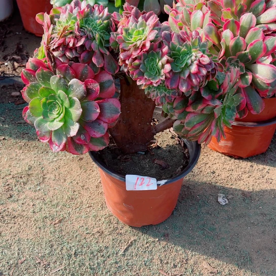 122雨荷缀化多肉植物