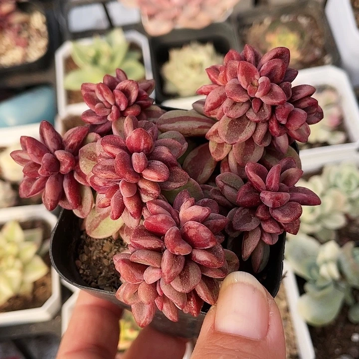 紫心锦188888888888