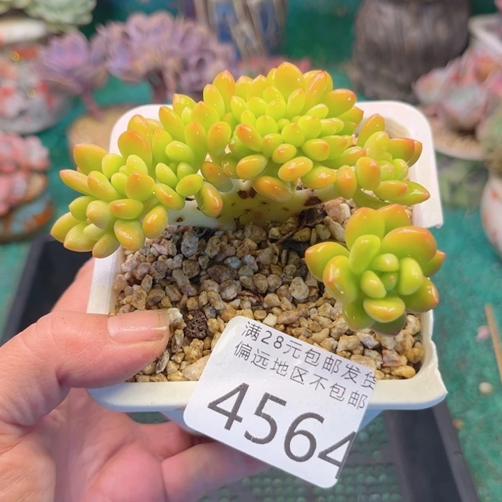 大4564:）xvcvvghh