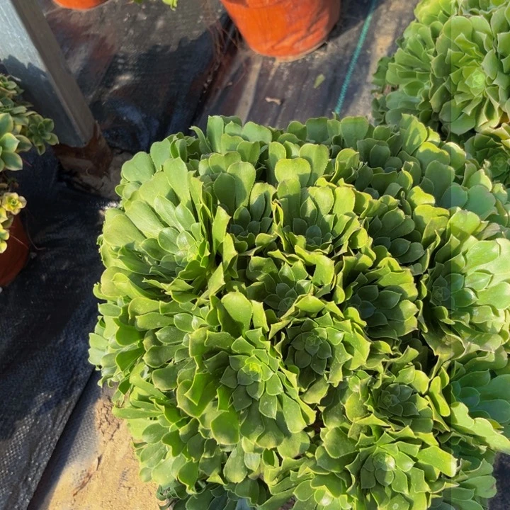 绿羊绒多肉植物捧花的