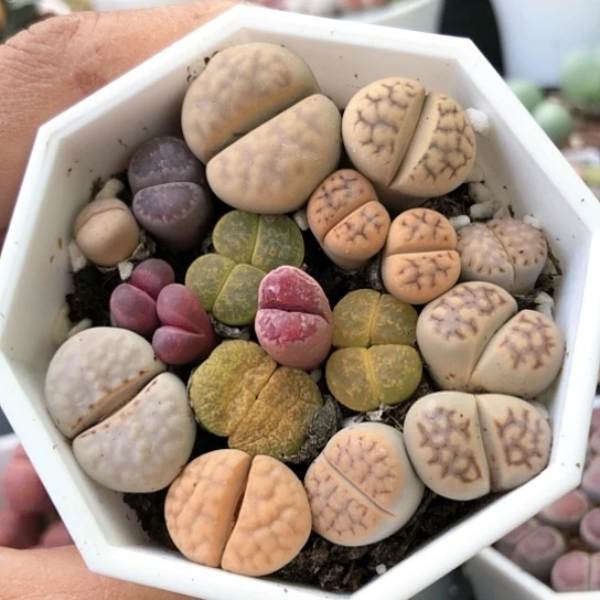 5399，带盆特价包邮