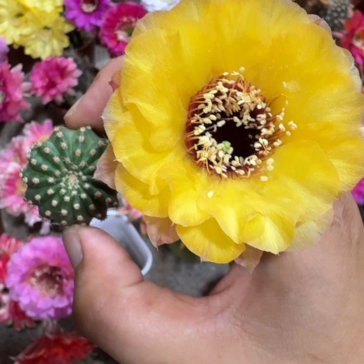 205丽花黄喉歪2到3公分左右无根侧牙小，20包邮