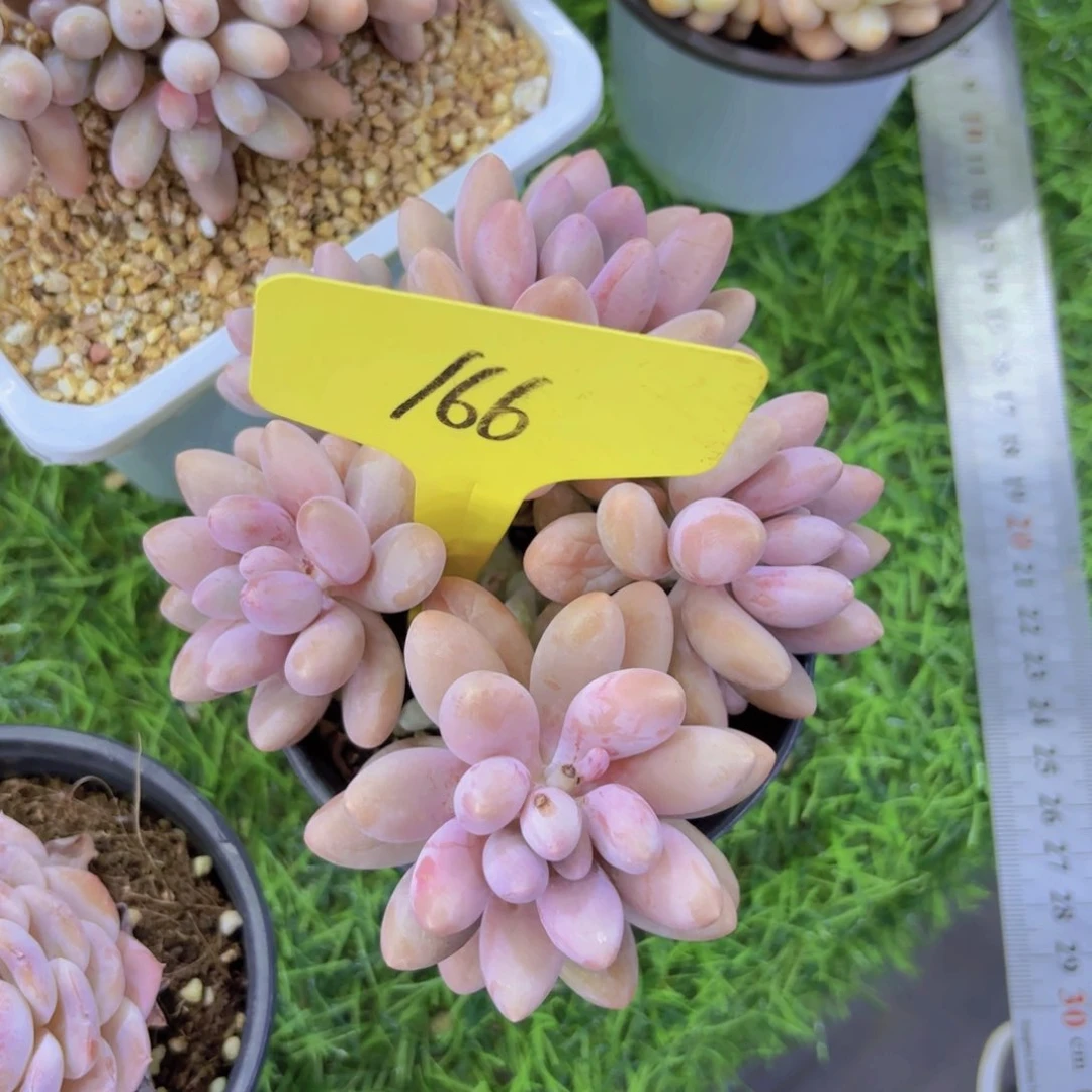 小***头我的小可爱们都好可爱