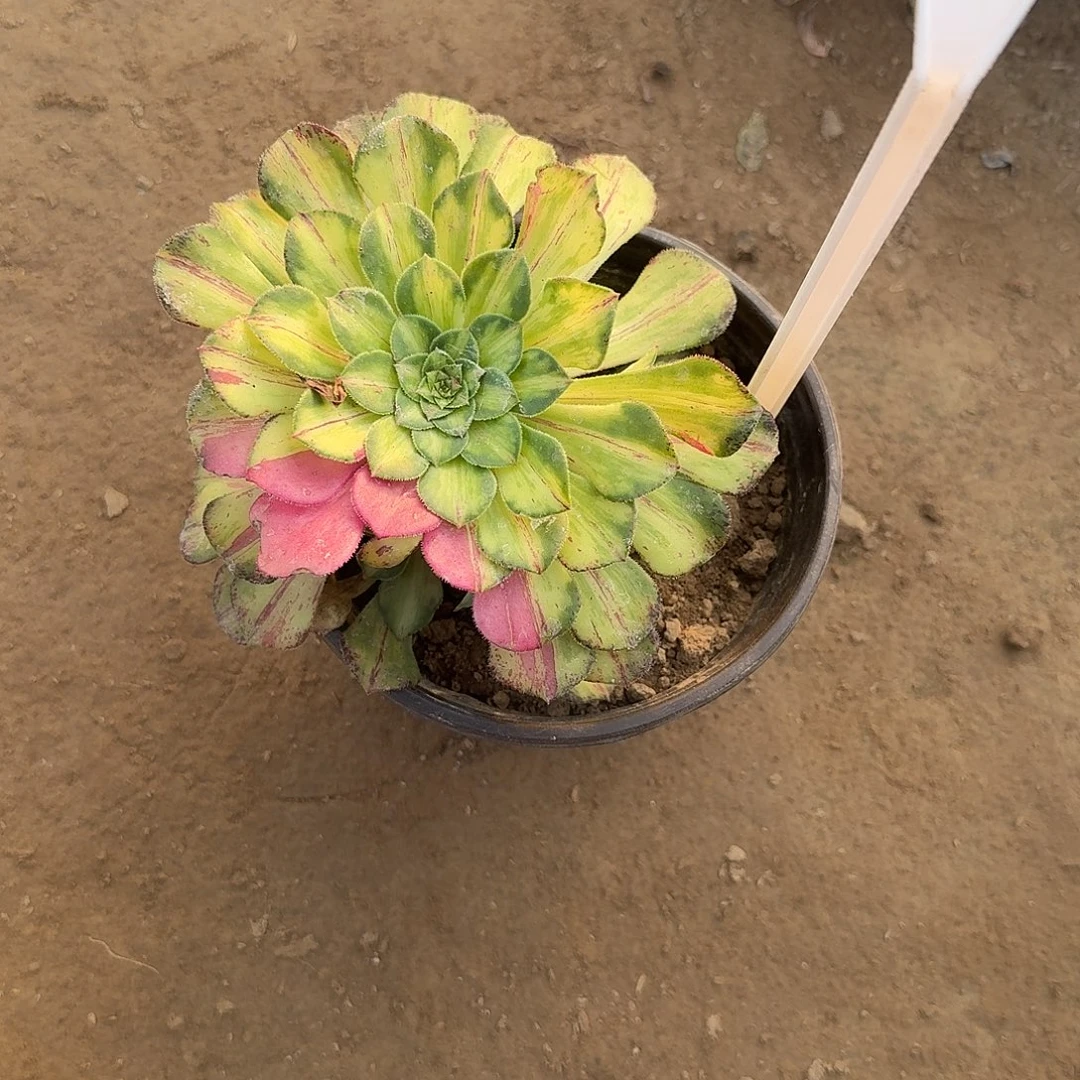 4150知否多肉法师