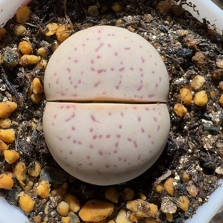 生石花111112。   307