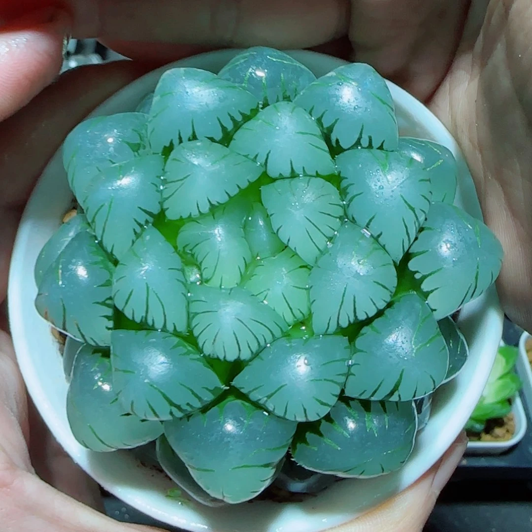 大母本冰灯多肉