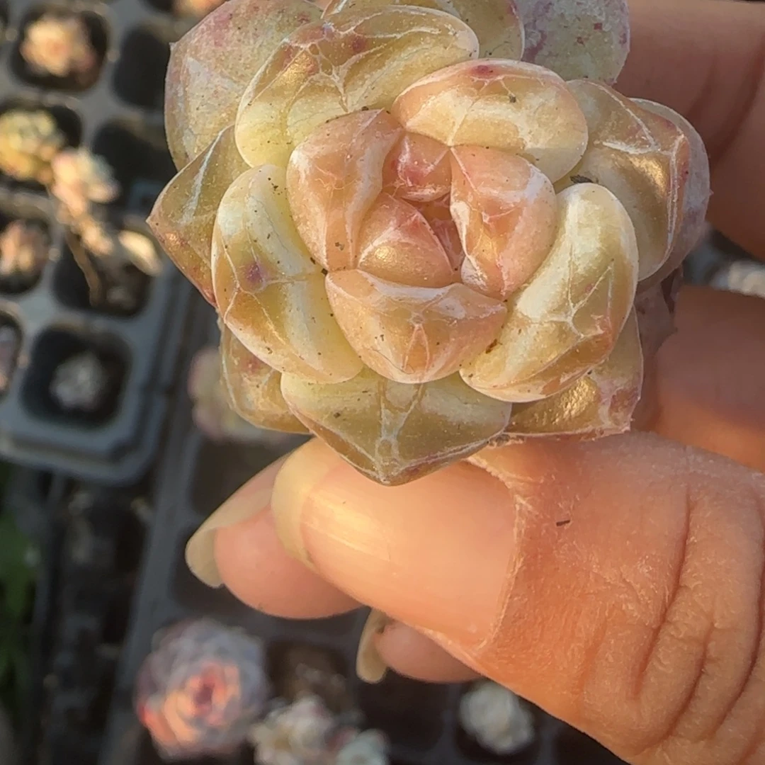 小卡拉米糖心一物一拍