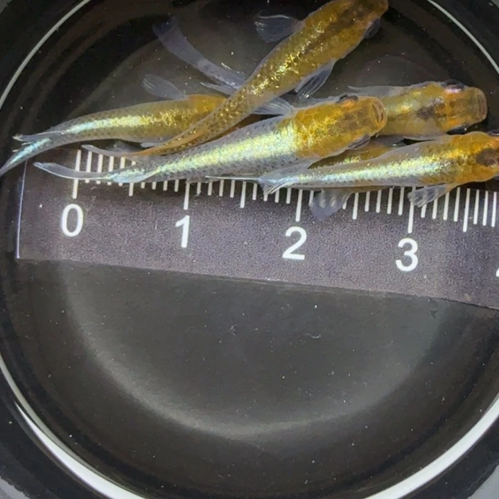 青鳉鱼青铜磷光8号