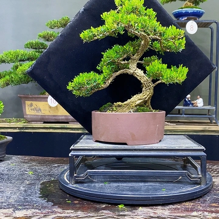 无花朵M黄杨盆景四季常青