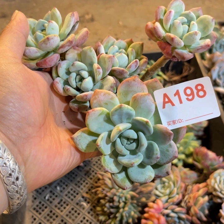 198 满20包邮脱土发货