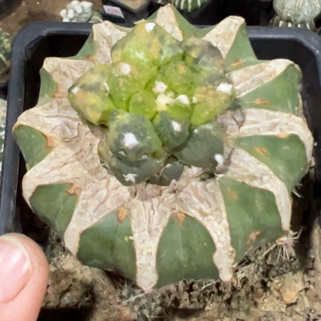 无花朵福利散班花锦哥斯拉牡丹112