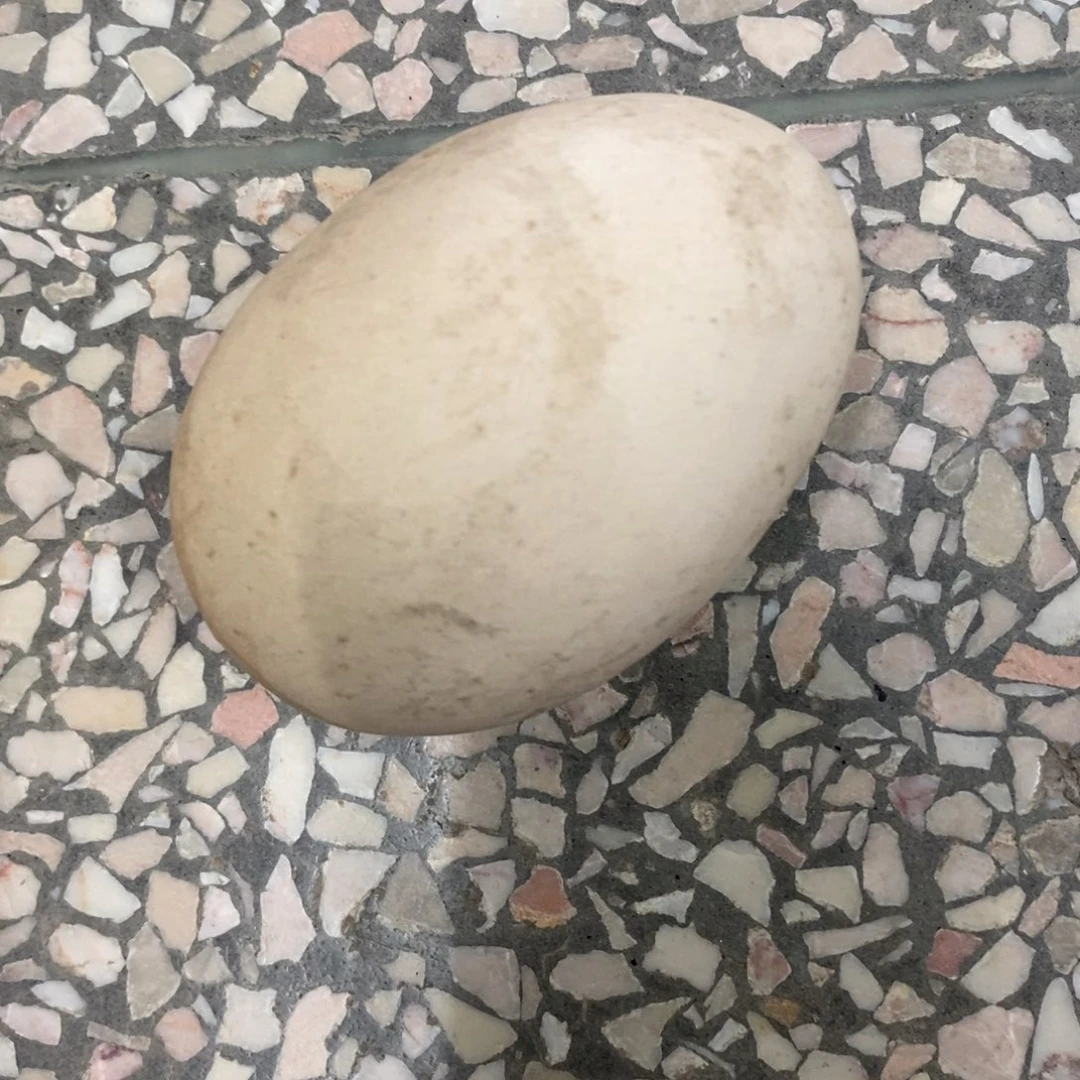 茶壶紫砂紫砂紫砂