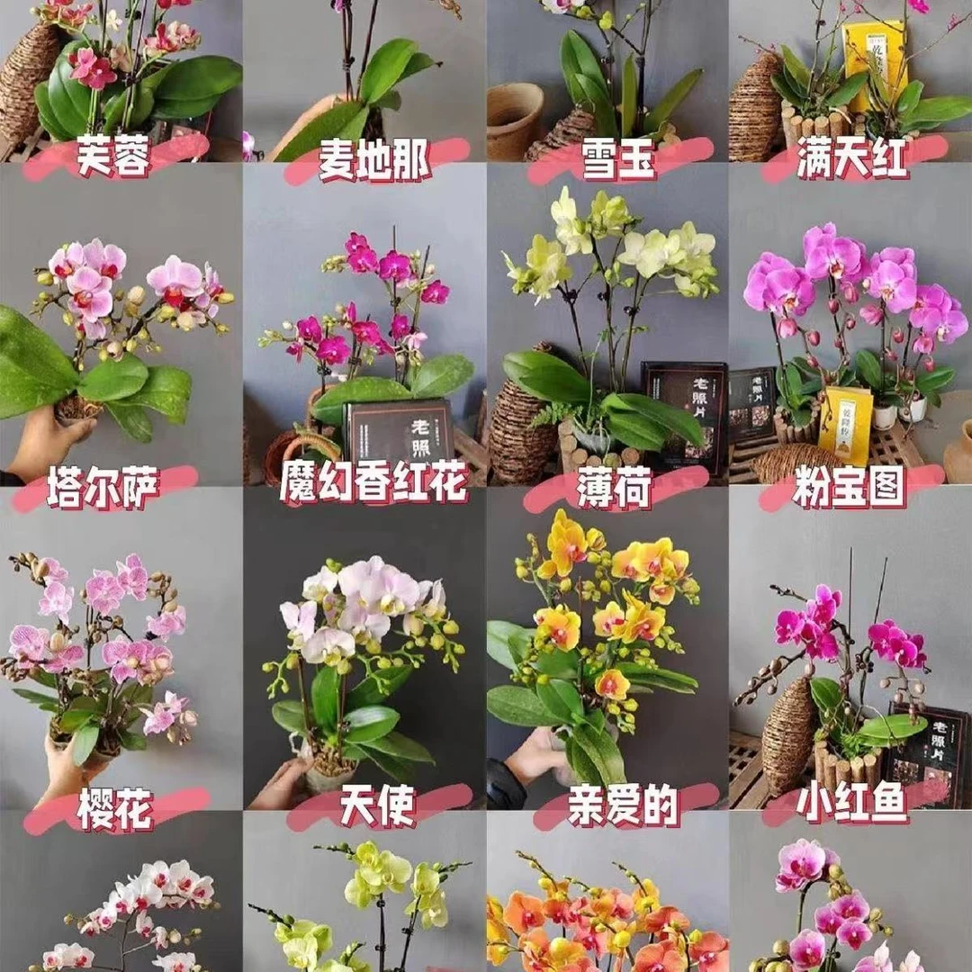 【带花剑】 盲盒蝴蝶兰带花剑苗 叶片破损 介意勿拍