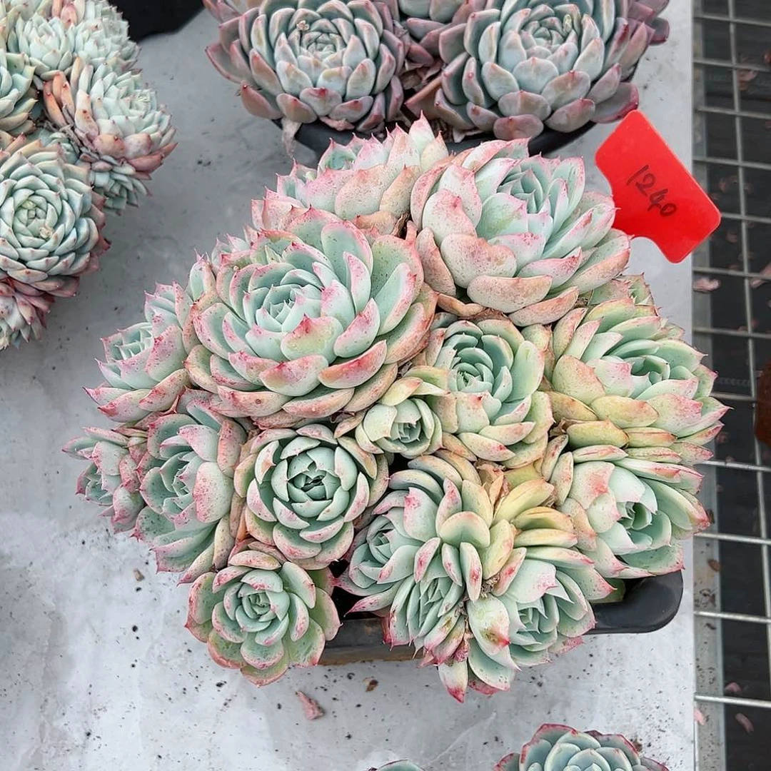 问***载1240侧影多肉植物